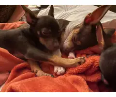 Two chocolate 4 months old Chihuahuas - 4