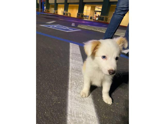 2 month old male Border Collie for sale in Vista ...