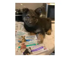 10 weeks old German Shepherd puppy - 2