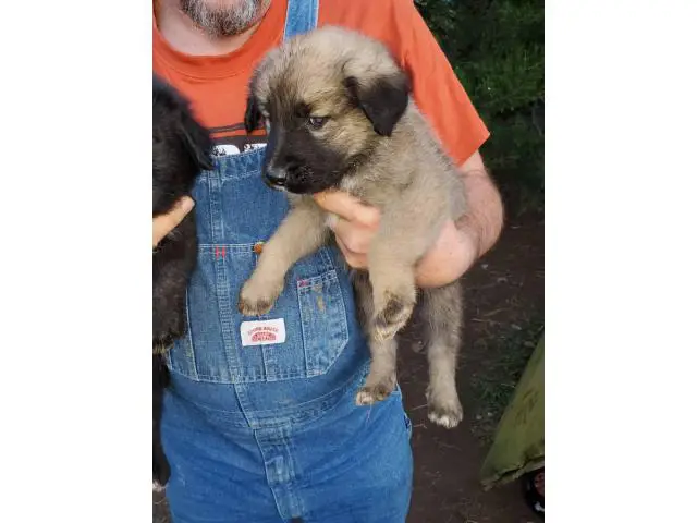6 weeks old males and females Purebred Anatolian Shepherd puppies - 1/8