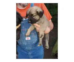 6 weeks old males and females Purebred Anatolian Shepherd puppies