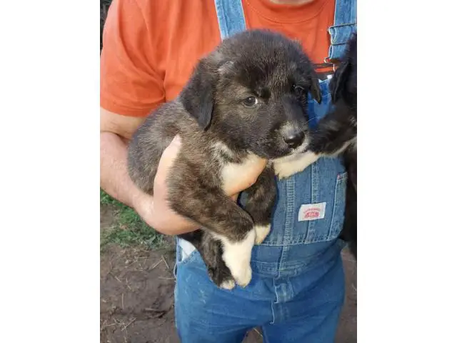 6 weeks old males and females Purebred Anatolian Shepherd puppies - 2/8