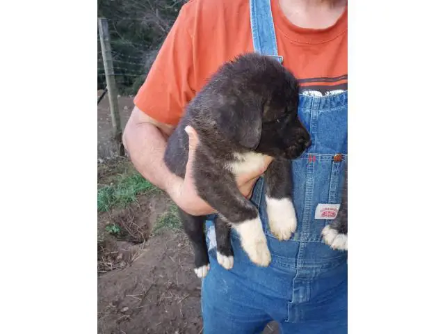 6 weeks old males and females Purebred Anatolian Shepherd puppies - 3/8