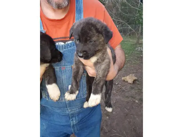 6 weeks old males and females Purebred Anatolian Shepherd puppies - 4/8