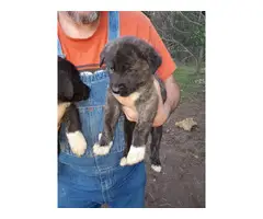 6 weeks old males and females Purebred Anatolian Shepherd puppies - 4