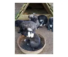 6 weeks old males and females Purebred Anatolian Shepherd puppies - 5