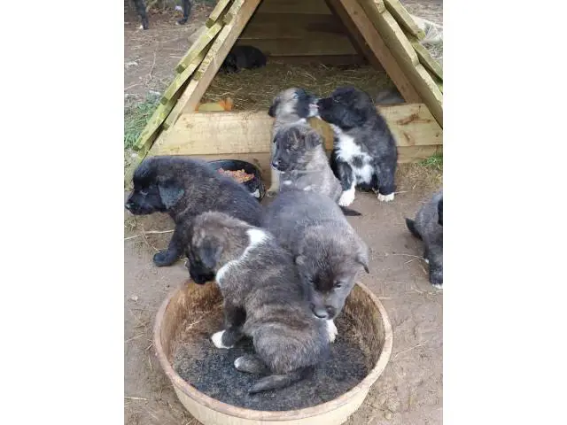 6 weeks old males and females Purebred Anatolian Shepherd puppies - 7/8