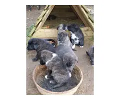 6 weeks old males and females Purebred Anatolian Shepherd puppies - 7