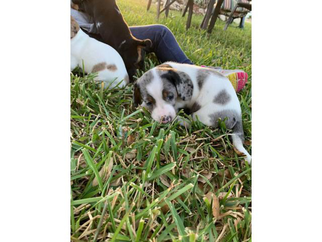 3 boys pure breed miniature Dachshund in San Antonio ...