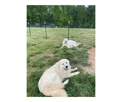 8 Great Pyrenees puppies available