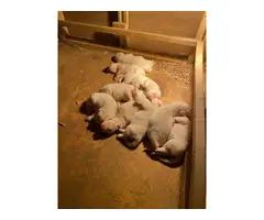8 Great Pyrenees puppies available