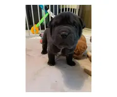 3 Sharpei puppies for sale