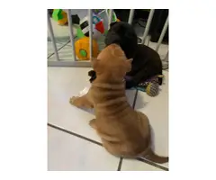 3 Sharpei puppies for sale - 3