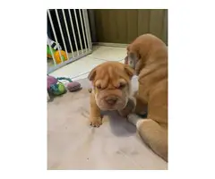 3 Sharpei puppies for sale - 4