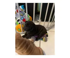 3 Sharpei puppies for sale - 5