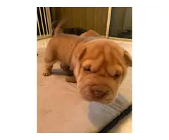 3 Sharpei puppies for sale - 6