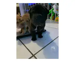 3 Sharpei puppies for sale - 7