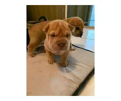 3 Sharpei puppies for sale - 8