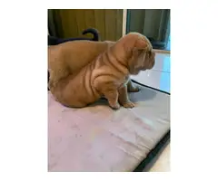 3 Sharpei puppies for sale - 9