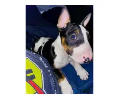 Tricolor Bull Terrier Puppy