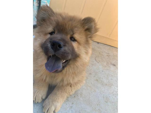 Female Chow Chow puppy for sale Escondido Puppies for