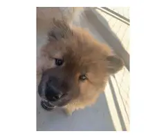Female Chow Chow puppy for sale - 3