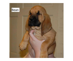 3 full-blooded Bloodhound puppies available Columbus - Puppies for Sale