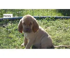3 full-blooded Bloodhound puppies available - 4