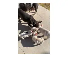 3 Male French Bulldogs