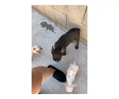 3 Male French Bulldogs - 3