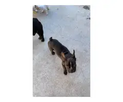 3 Male French Bulldogs - 4