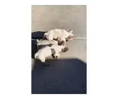 3 Male French Bulldogs - 6