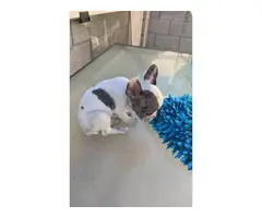 3 Male French Bulldogs - 13