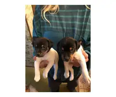 5 males JRT puppies needing a new home