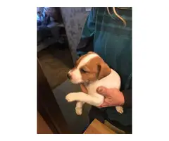 5 males JRT puppies needing a new home - 2