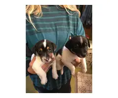 5 males JRT puppies needing a new home - 3