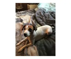 5 males JRT puppies needing a new home - 4