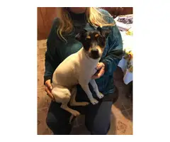 5 males JRT puppies needing a new home - 5