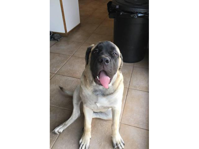 6 month old female AKC English mastiff puppy in Camden, New Jersey