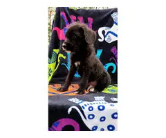 Male Yorkie Poodle Puppy - 2