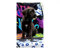 Male Yorkie Poodle Puppy - 4