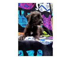 Male Yorkie Poodle Puppy - 5