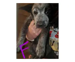6 females and 2 males Blue Heelers