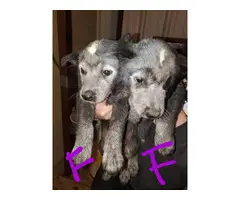 6 females and 2 males Blue Heelers - 3