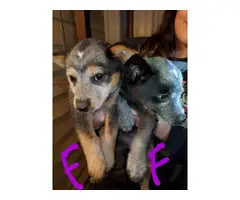 6 females and 2 males Blue Heelers - 5