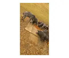 6 females and 2 males Blue Heelers - 8