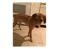Mountain cur puppy looking for a good family