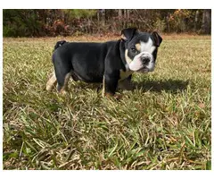 AKC registered English Bulldog puppy available for sale
