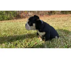 AKC registered English Bulldog puppy available for sale - 3