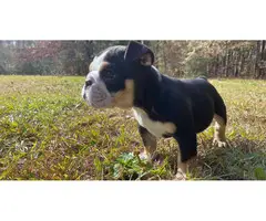 AKC registered English Bulldog puppy available for sale - 4